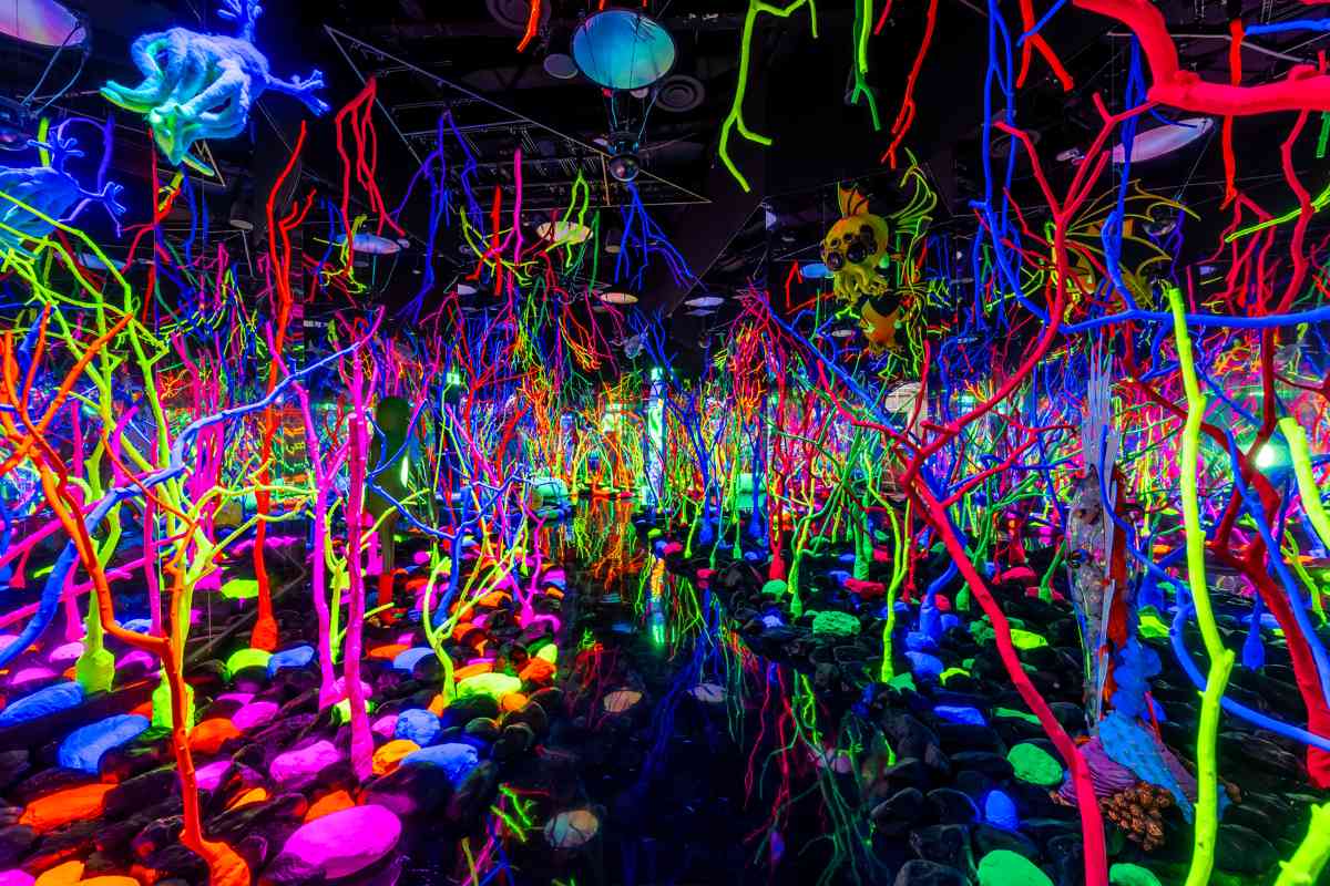 A collection of neon corals in a reflective room.