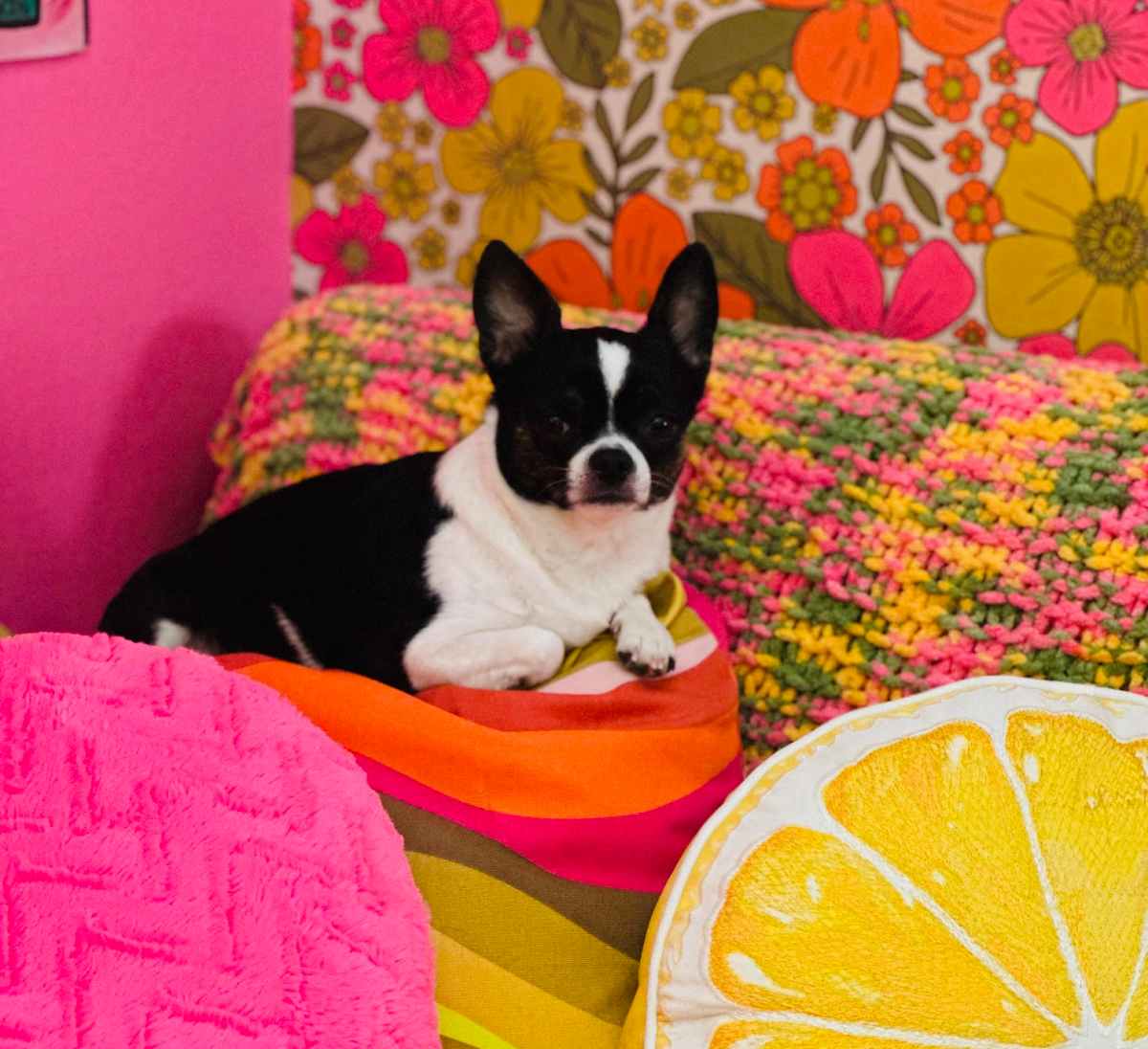 A small black and white chihuahua lays nestled amongst brightly colored fruit pillows against a bright floral wallpaper.
