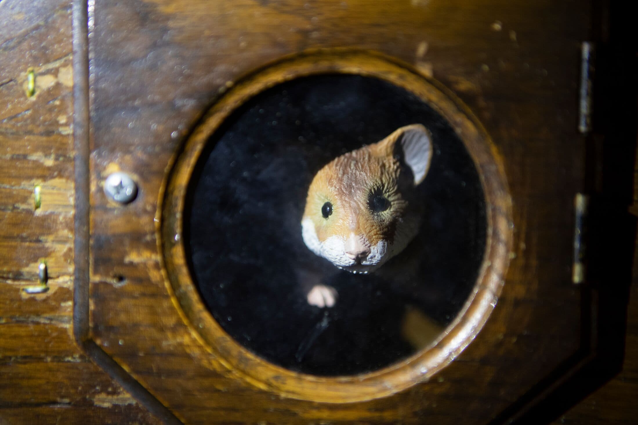 hamster poking its face out of a hole