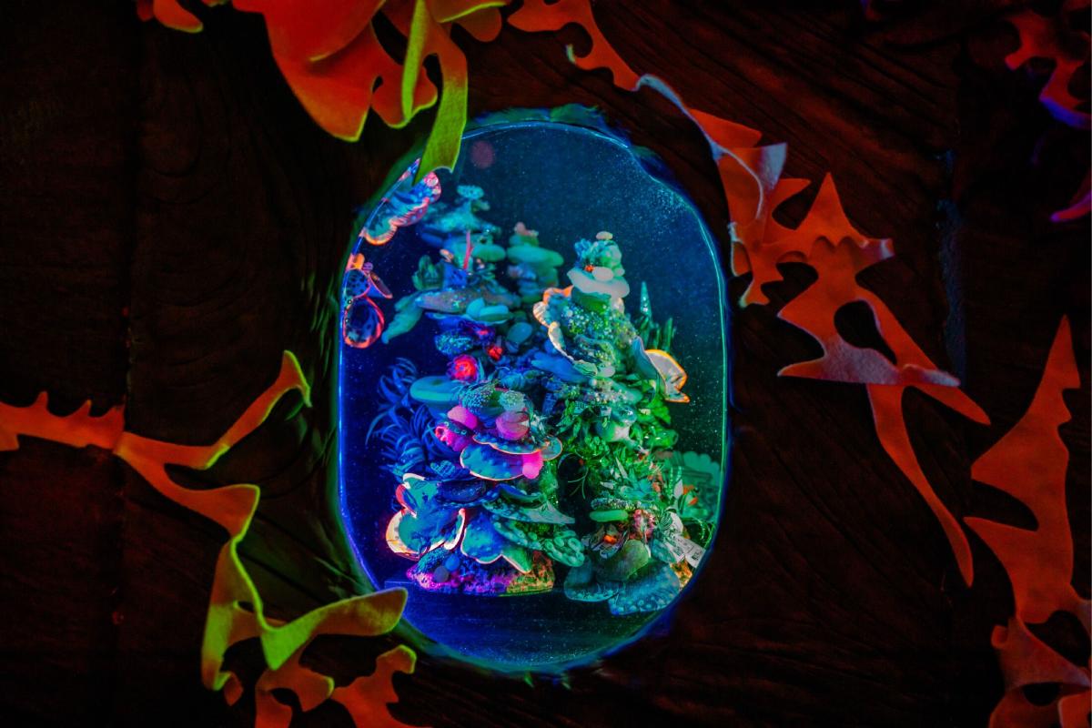 A window looks into a small collection of flora and fungi in neon colored lighting.